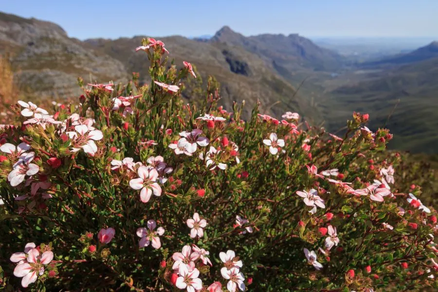 buchu flowers growing naturally in south africa